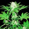 Annex feminised GanjaVIP Seeds Annex feminised GanjaVIP Seeds