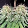 семена конопли дешево Exodus Cheese feminised Green House Seeds семена конопли дешево Exodus Cheese feminised Green House Seeds
