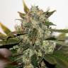 Skunk feminised Breeders Community Seeds Skunk feminised Breeders Community Seeds