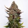 Skunk feminised Breeders Community Seeds Skunk feminised Breeders Community Seeds