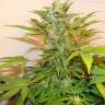 семена конопли автоцвет Auto Roadrunner regular семена конопли автоцвет Auto Roadrunner regular