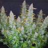 Auto Calamity Jane feminised Buddha Seeds Auto Calamity Jane feminised Buddha Seeds