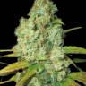 Auto Calamity Jane feminised Buddha Seeds Auto Calamity Jane feminised Buddha Seeds