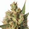 семена конопли аутдор Auto Calamity Jane feminised Buddha Seeds семена конопли аутдор Auto Calamity Jane feminised Buddha Seeds