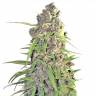 семена конопли в интернете Auto Calamity Jane feminised Buddha Seeds семена конопли в интернете Auto Calamity Jane feminised Buddha Seeds