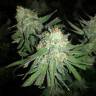 семена конопли курьером Mango Sapphire feminised Humboldt Seeds семена конопли курьером Mango Sapphire feminised Humboldt Seeds