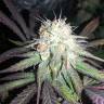 семена конопли для выращивания Mango Sapphire feminised Humboldt Seeds семена конопли для выращивания Mango Sapphire feminised Humboldt Seeds