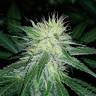 семена конопли для курения Northern Lights feminised Pyramid Seeds семена конопли для курения Northern Lights feminised Pyramid Seeds