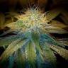 семена конопли марихуаны Northern Lights feminised Pyramid Seeds семена конопли марихуаны Northern Lights feminised Pyramid Seeds