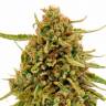 Семена марихуаны Widow Remedy feminised Ganja Seeds Семена марихуаны Widow Remedy feminised Ganja Seeds