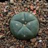 Купить семена кактуса Lophophora williamsii SB 854 Купить семена кактуса Lophophora williamsii SB 854