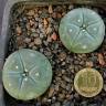 Заказать семена кактуса Lophophora williamsii SB 854 Заказать семена кактуса Lophophora williamsii SB 854