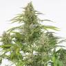 семена конопли наложенным Cheese CBD feminised Ganja Seeds семена конопли наложенным Cheese CBD feminised Ganja Seeds