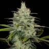 семена конопли москва Cheese CBD feminised Ganja Seeds семена конопли москва Cheese CBD feminised Ganja Seeds