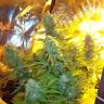Семена конопли оптом Auto Easy Ryder feminised Ganja Seeds Семена конопли оптом Auto Easy Ryder feminised Ganja Seeds