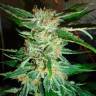 Colossus feminised GanjaVIP Seeds Colossus feminised GanjaVIP Seeds