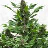 семена конопли купить на сайте Frisian Duck feminised семена конопли купить на сайте Frisian Duck feminised