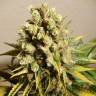 семена конопли Ganesh Spirit regular Ganja Seeds семена конопли Ganesh Spirit regular Ganja Seeds