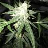 семена конопли индика Auto OG Kush feminised Nirvana Seeds