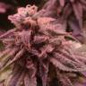 семена конопли Ice Cool feminised Sweet Seeds семена конопли Ice Cool feminised Sweet Seeds