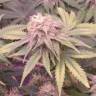 заказ семян конопли Ice Cool feminised Sweet Seeds заказ семян конопли Ice Cool feminised Sweet Seeds