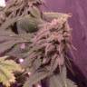 семена конопли почтой Ice Cool feminised Sweet Seeds семена конопли почтой Ice Cool feminised Sweet Seeds