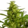 Семена конопли для новичков Auto Critical Hog feminised Ganja Seeds Семена конопли для новичков Auto Critical Hog feminised Ganja Seeds