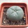 Семки кактуса Lophophora williamsii Семки кактуса Lophophora williamsii