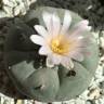 Купить семена кактуса Lophophora williamsii Купить семена кактуса Lophophora williamsii