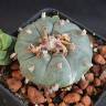 Недорогие семена кактуса Lophophora williamsii Недорогие семена кактуса Lophophora williamsii