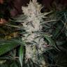 Gorilla Zkittlez feminised Ganja Seeds Gorilla Zkittlez feminised Ganja Seeds