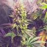 Gorilla Zkittlez feminised Ganja Seeds Gorilla Zkittlez feminised Ganja Seeds