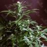 Gorilla Zkittlez feminised Ganja Seeds Gorilla Zkittlez feminised Ganja Seeds
