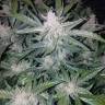 где можно заказать семена конопли Auto Mexican Airlines feminised где можно заказать семена конопли Auto Mexican Airlines feminised