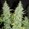 Daken feminised GanjaVIP Seeds Daken feminised GanjaVIP Seeds