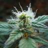 Daken feminised GanjaVIP Seeds Daken feminised GanjaVIP Seeds