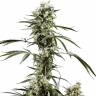 Daken feminised GanjaVIP Seeds Daken feminised GanjaVIP Seeds