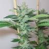 White Express feminised Breeders Community Seeds White Express feminised Breeders Community Seeds