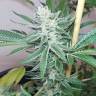 White Express feminised Breeders Community Seeds White Express feminised Breeders Community Seeds