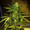 семена индийской конопли Auto Russian Rocket Fuel regular семена индийской конопли Auto Russian Rocket Fuel regular