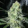 заказ семян конопли Москва Auto Russian Rocket Fuel regular заказ семян конопли Москва Auto Russian Rocket Fuel regular