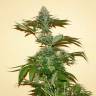 заказ семян конопли Спб Auto Russian Rocket Fuel regular заказ семян конопли Спб Auto Russian Rocket Fuel regular