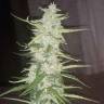семена культурной конопли купить Auto Russian Rocket Fuel regular семена культурной конопли купить Auto Russian Rocket Fuel regular