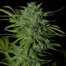 семена конопли индика Auto Russian Rocket Fuel regular семена конопли индика Auto Russian Rocket Fuel regular