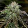 семена конопли f1 в оригинальной упаковке OG Kush feminised Humboldt Seeds семена конопли f1 в оригинальной упаковке OG Kush feminised Humboldt Seeds