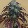 семена сортовой конопли OG Kush feminised Humboldt Seeds семена сортовой конопли OG Kush feminised Humboldt Seeds