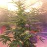 семена конопли аутдор Auto Short Rider feminised Nirvana Seeds семена конопли аутдор Auto Short Rider feminised Nirvana Seeds