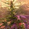 семена конопли в интернете Auto Short Rider feminised Nirvana Seeds семена конопли в интернете Auto Short Rider feminised Nirvana Seeds