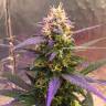 семена конопли марихуаны Auto Short Rider feminised Nirvana Seeds семена конопли марихуаны Auto Short Rider feminised Nirvana Seeds