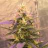 семена конопли элитных сортов Auto Short Rider feminised Nirvana Seeds семена конопли элитных сортов Auto Short Rider feminised Nirvana Seeds
